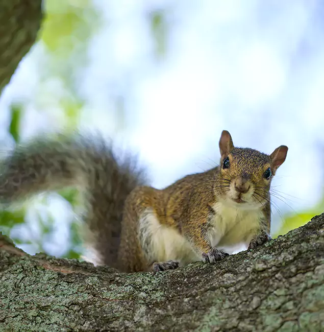 Why Klamath Falls, OR Relies on Klamath Falls Pest Control Pro for Squirrel Pest Control?
