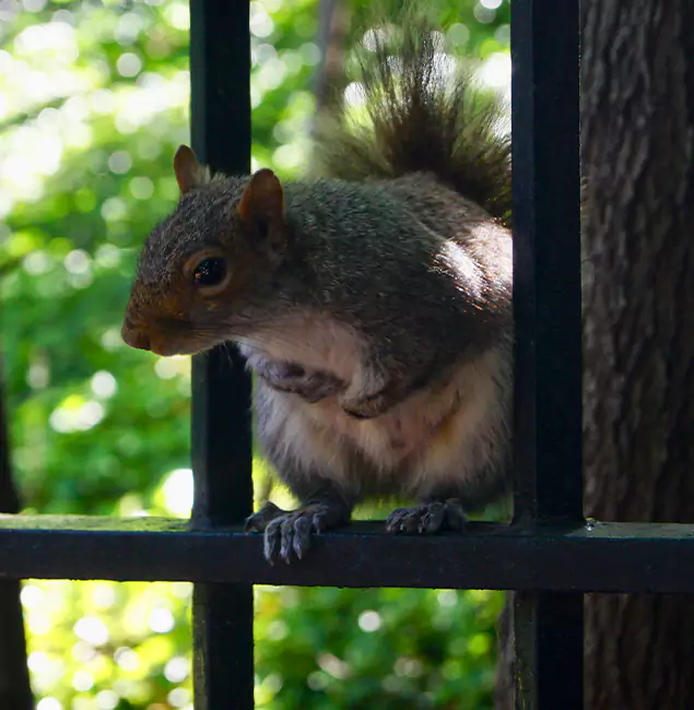 Why Klamath Falls, OR Chooses Klamath Falls Pest Control Pro for Squirrel Removal?