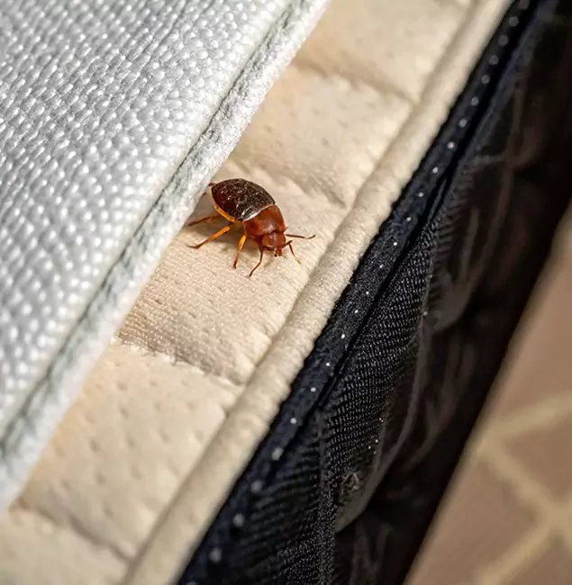 Why Klamath Falls Homeowners Trust Klamath Falls Pest Control Pro for Tick Treatment?