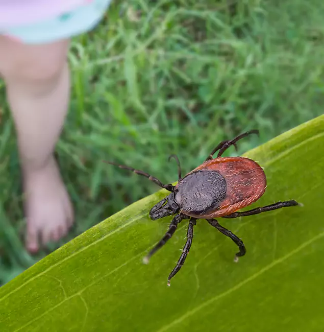 Why Klamath Falls Homeowners Choose Klamath Falls Pest Control Pro for Tick Extermination?