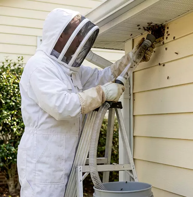 Why Klamath Falls Trusts Klamath Falls Pest Control Pro for Wasp Control?