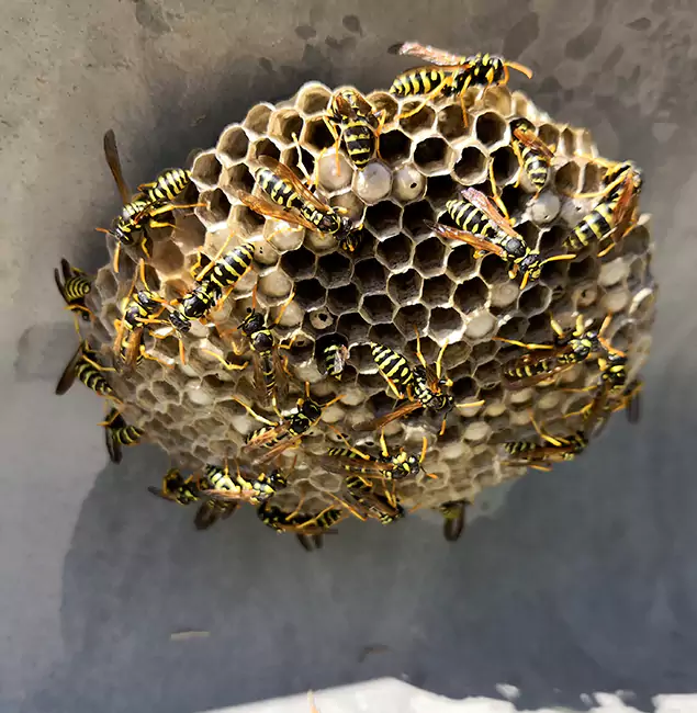 Why Klamath Falls Chooses Klamath Falls Pest Control Pro for Wasp Control Services?