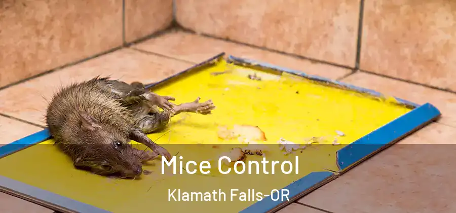 Mice Control Klamath Falls-OR
