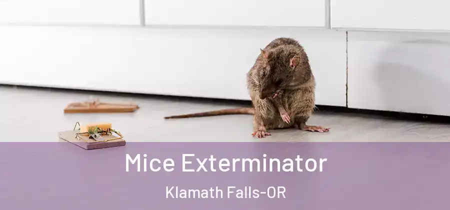 Mice Exterminator Klamath Falls-OR