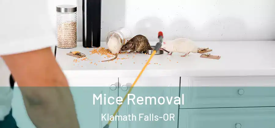  Mice Removal Klamath Falls-OR