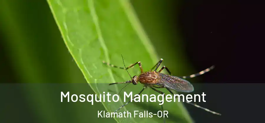  Mosquito Management Klamath Falls-OR