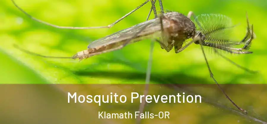 Mosquito Prevention Klamath Falls-OR