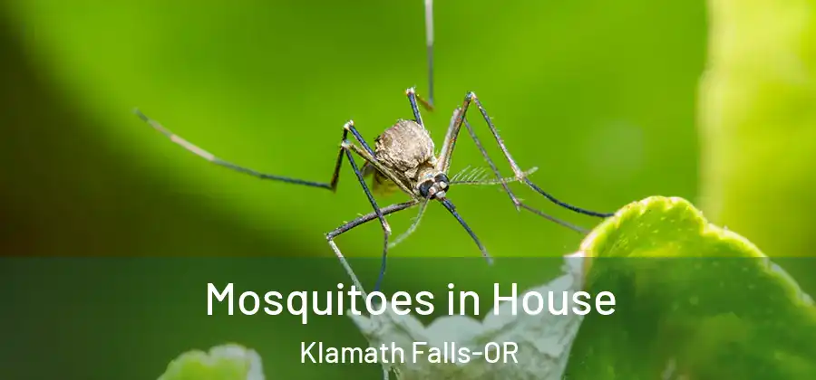  Mosquitoes in House Klamath Falls-OR