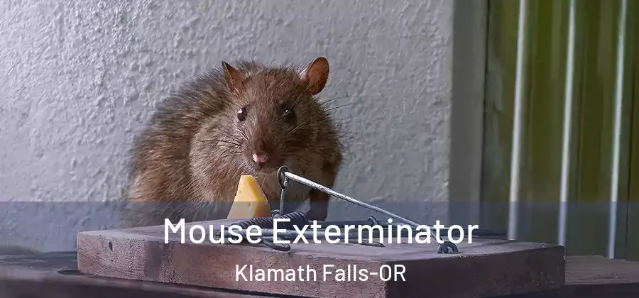  Mouse Exterminator Klamath Falls-OR