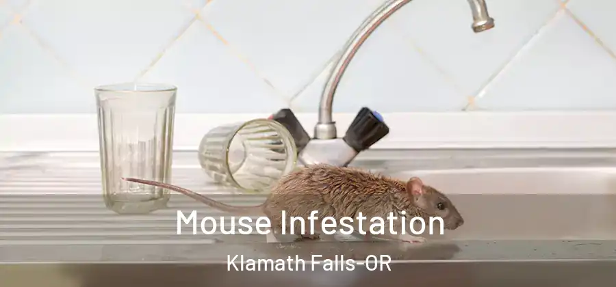  Mouse Infestation Klamath Falls-OR