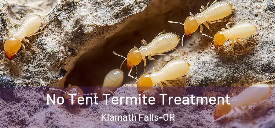  No Tent Termite Treatment Klamath Falls-OR