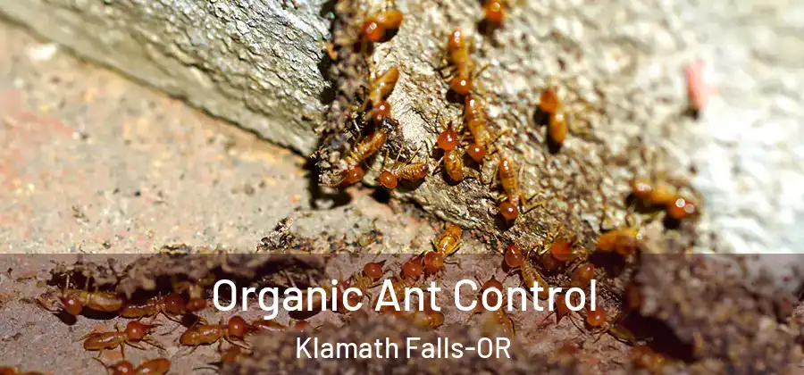  Organic Ant Control Klamath Falls-OR