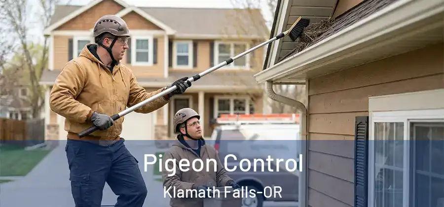 Pigeon Control Klamath Falls-OR