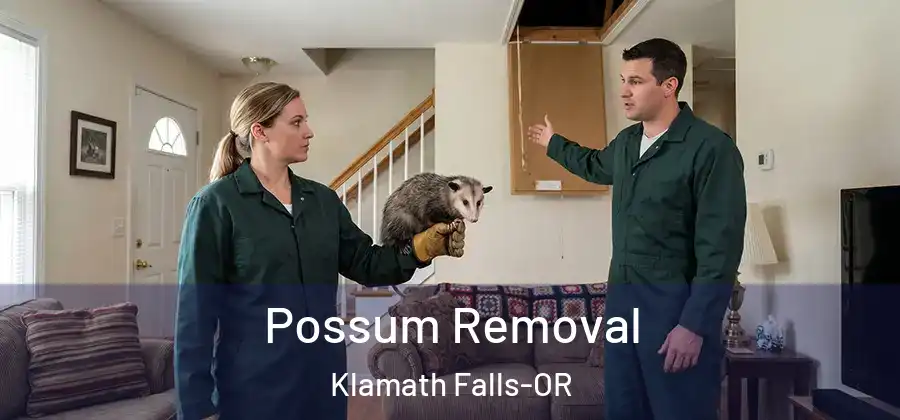 Possum Removal Klamath Falls-OR
