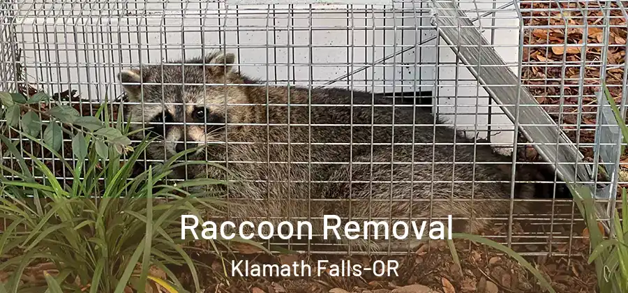  Raccoon Removal Klamath Falls-OR