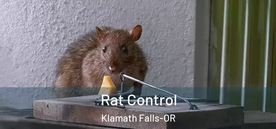  Rat Control Klamath Falls-OR