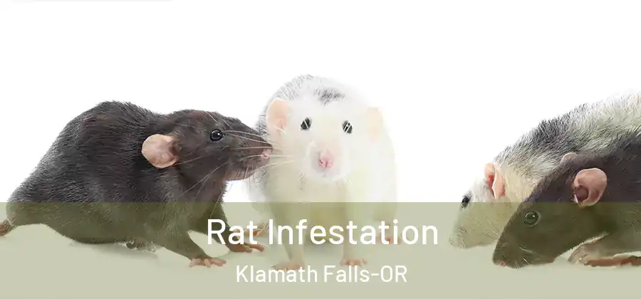  Rat Infestation Klamath Falls-OR