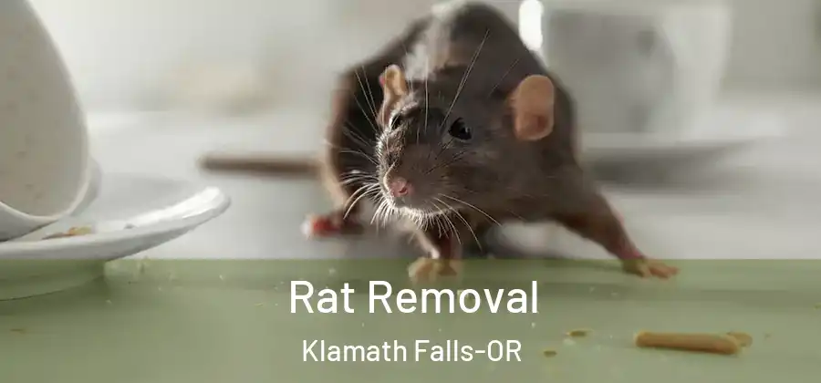Rat Removal Klamath Falls-OR