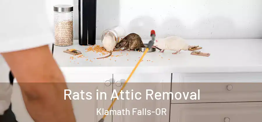 Rats in Attic Removal Klamath Falls-OR