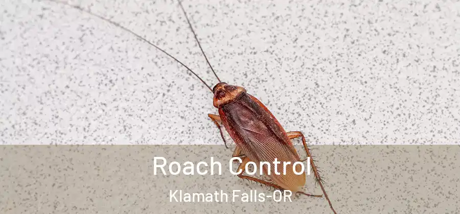 Roach Control Klamath Falls-OR