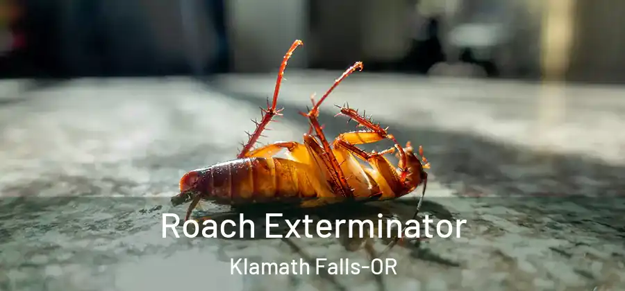 Roach Exterminator Klamath Falls-OR