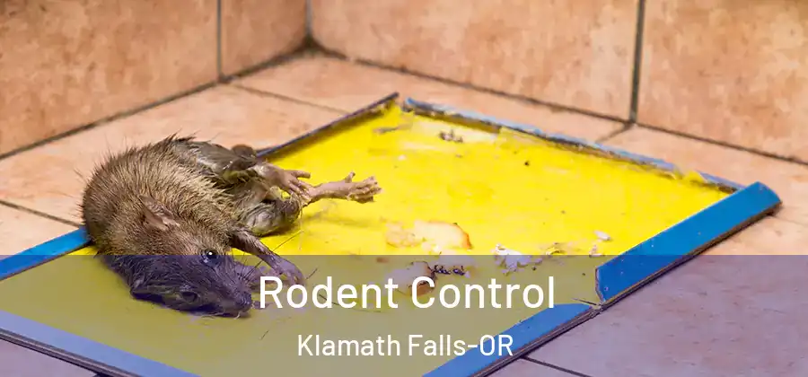  Rodent Control Klamath Falls-OR