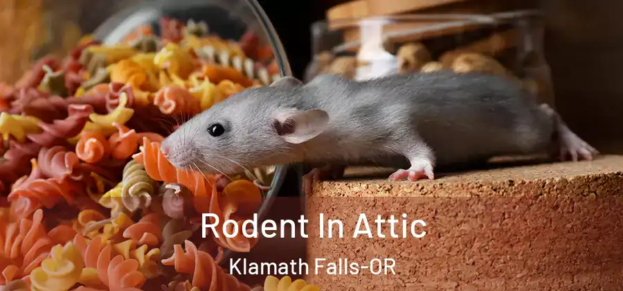  Rodent In Attic Klamath Falls-OR