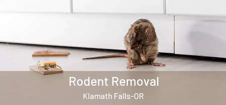  Rodent Removal Klamath Falls-OR