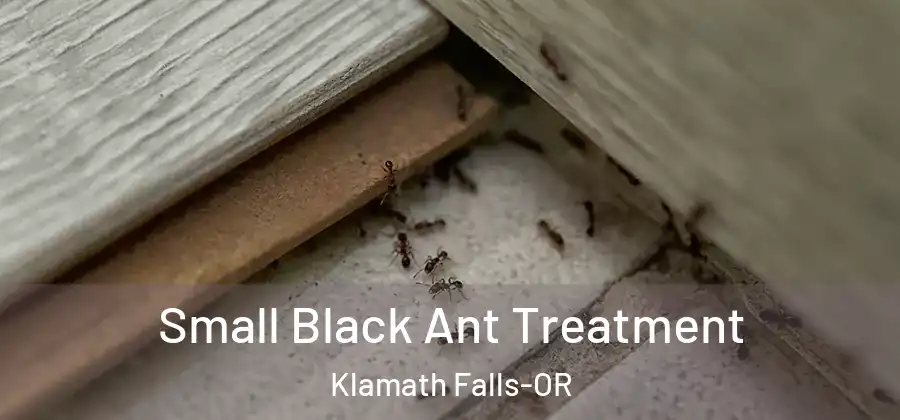  Small Black Ant Treatment Klamath Falls-OR