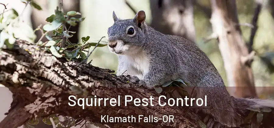  Squirrel Pest Control Klamath Falls-OR