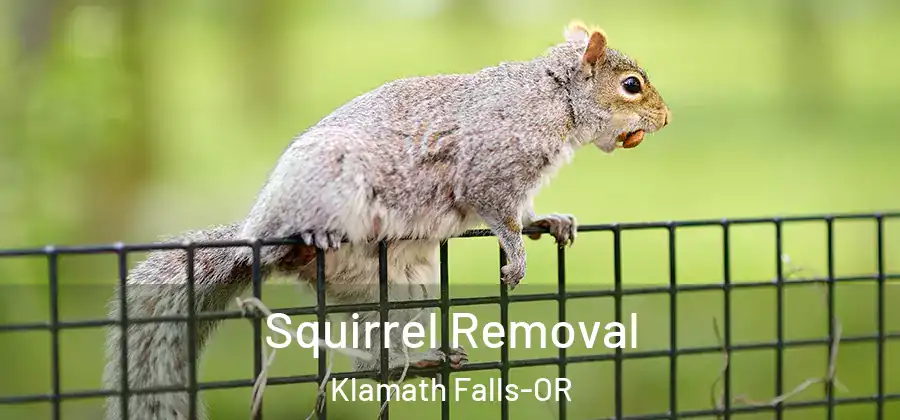  Squirrel Removal Klamath Falls-OR