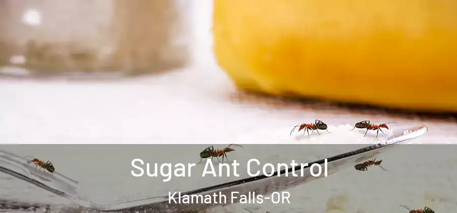  Sugar Ant Control Klamath Falls-OR