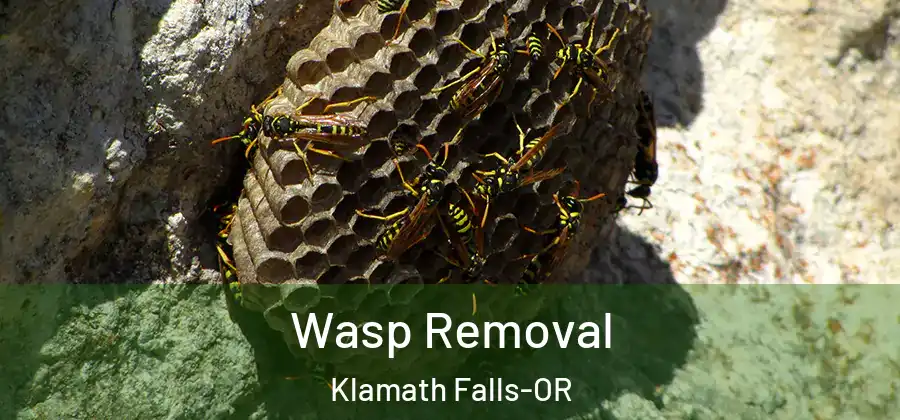  Wasp Removal Klamath Falls-OR