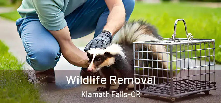  Wildlife Removal Klamath Falls-OR