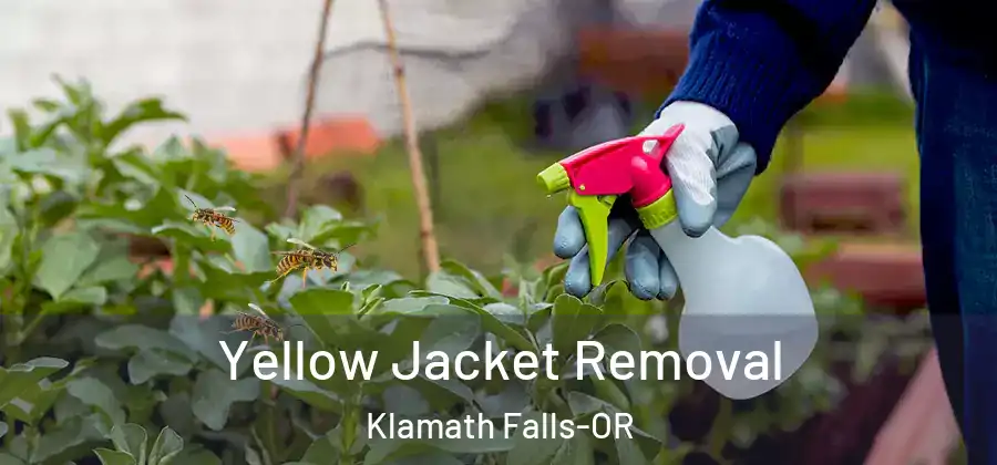  Yellow Jacket Removal Klamath Falls-OR